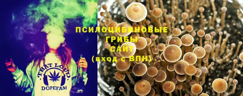 Галлюциногенные грибы Psilocybine cubensis  Ефремов 