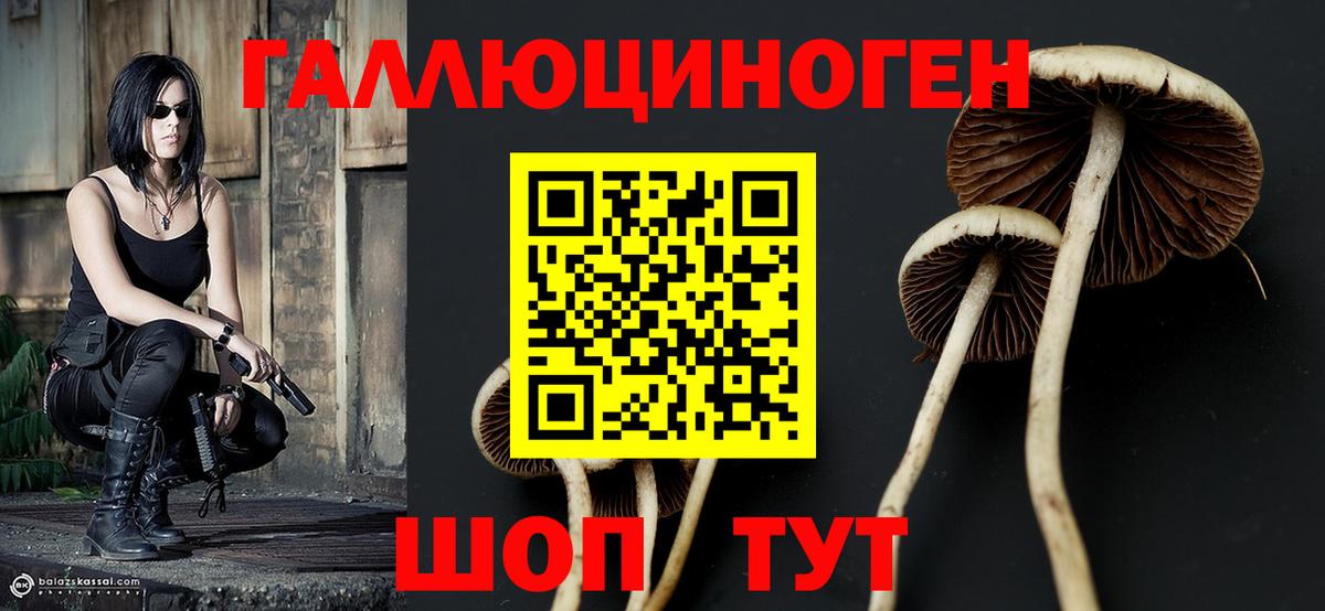 Галлюциногенные грибы Psilocybe  Галлюциногенные грибы прущие грибы  Вход с VPN  Ефремов 